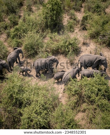Uganda safari animals drone wildlife
