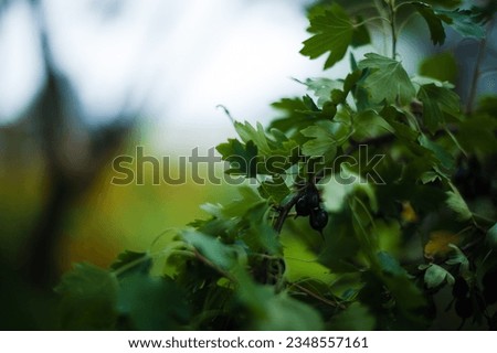 green bokeh picture taken in summer garden