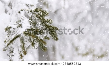 Winter bright snowy background. New Year's landscape with snowdrifts and pine branches in the cold.	 Royalty-Free Stock Photo #2348557813