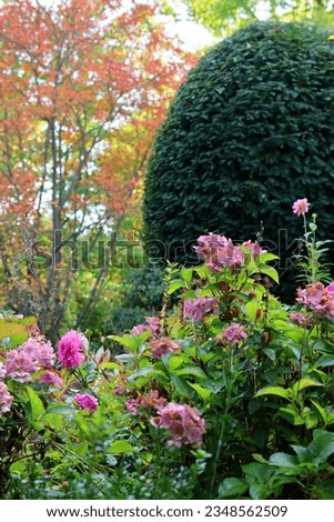 an autumn border of pink hydrangea against a background of topiary yew and autumn foliage.
