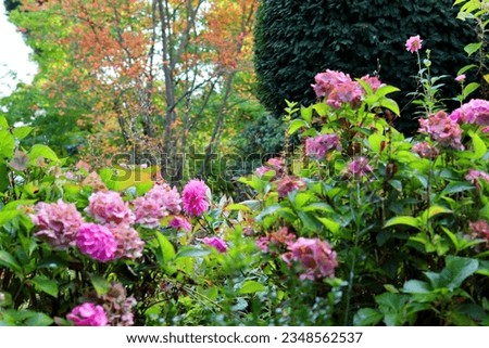an autumn border of pink hydrangea against a background of topiary yew and autumn foliage.