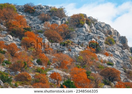 AERIAL: Beautiful fall leaves on bushes scattered across steep rocky terrain. Mediterranean vegetation glowing in colorful shades of autumn. Fascinating views while travelling along Croatian coast.