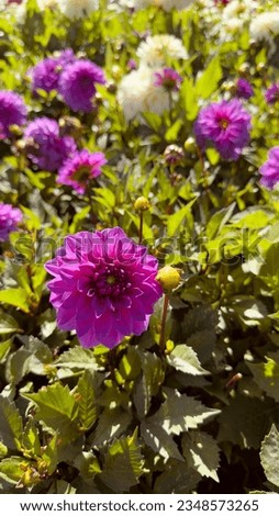 Pink dahlia flower with leaves. Green foliage. Colorful. Sunny day. Grass. Picture. Natural background. Garden. Summer.