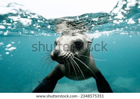 Sea dog swimming in the water