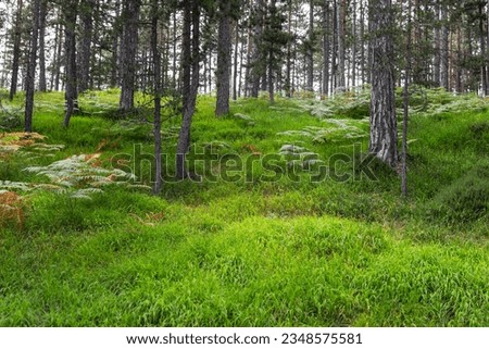 Beautiful summer forest with green grass and pine trees