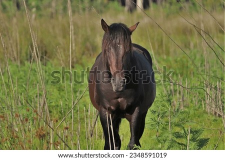 Wild Spanish Cracker Horse Horses Paynes Prairie Micanopy Gainesville Florida