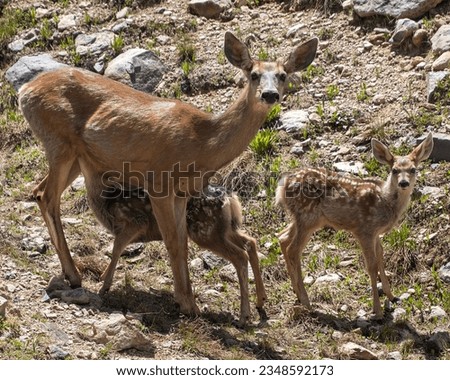 Mule deer family picture. Mother and fawns in the wild. One is suckling, other one is looking at camera