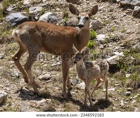 Mule deer family picture. Mother and fawn in the wild.