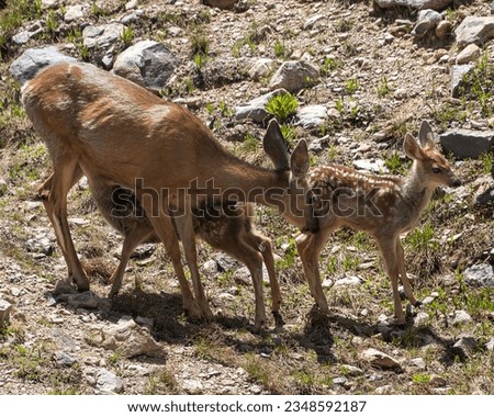 Mule deer family picture. Mother and fawns in the wild. One is suckling
