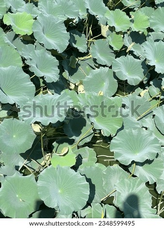 Many lotus leaves lined up in the morning sun.