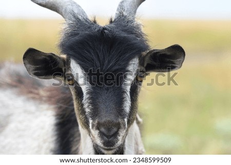 Horned black and white goat, front view. Breeding animals on the farm.
