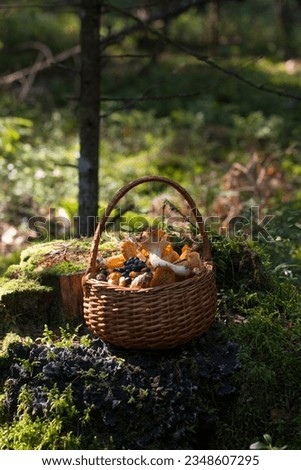 Collected edible mushrooms in a wicker basket. A basket of mushrooms stands in the forest on a green fluffy moss