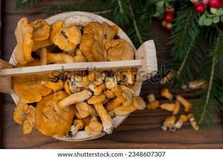 Collected edible orange chanterelle mushrooms in a tub. A wooden tub with mushrooms stands in the forest