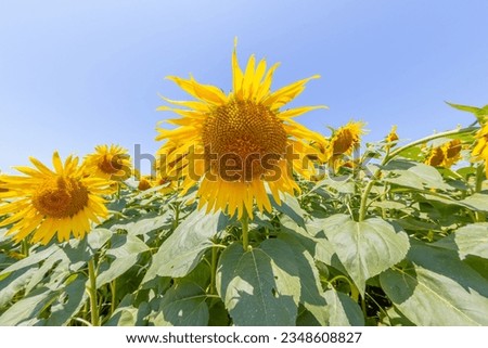 Pictures of sunflowers in the summer season