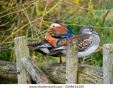Two ducks sitting on a fence
