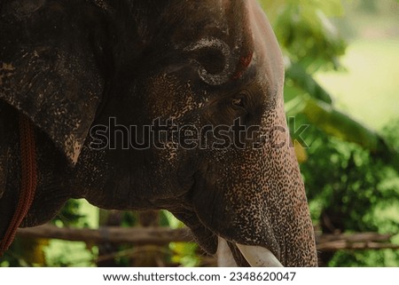 Elephants are large animals. This trait is found a lot in Thailand.