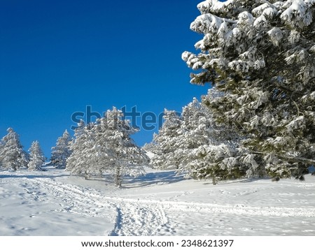 Winter landscape on the top of the mountain. Trees in the snow. Nature background. North Pole forest.