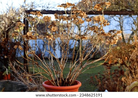 a bare hydrangea with its brown faded flower umbels in a pot on a table in a wintry garden.