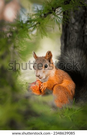 (Sciurus vulgaris) Close up eurasian red squirrel sits with nut on a tree branch and holds nut. Funny fluffy fat squirrel eat a nut on a tree branch.
