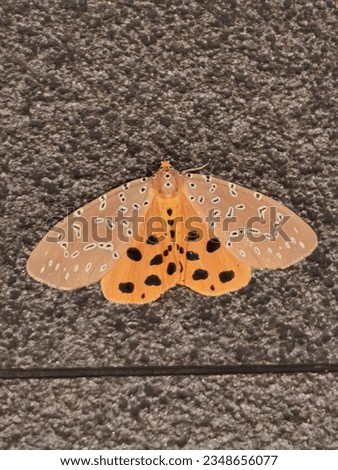 An orange butterfly is standing on the floor. Photos taken with macro.