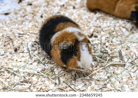 Guinea pig or cavy are in the stall waiting to be sold. It's a popular pet in Thailand.