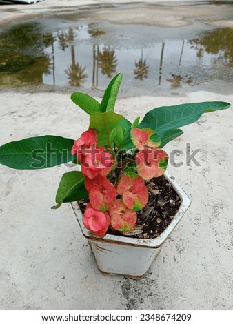 Red flowers, green leaves in pots on white background with water reflection of coconut tree.