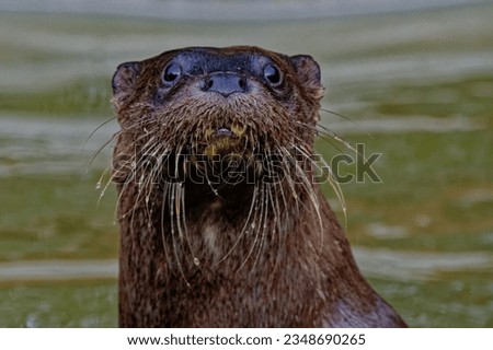 Eurasian Otter (Lutra lutra) immature looking towards camera with wet fur.