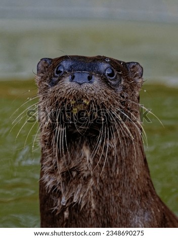Eurasian Otter (Lutra lutra) immature looking towards camera with wet fur.