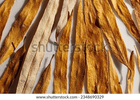 Natural autumn flat lay pattern from narrow yellow leaves with water drops on white background. Beautiful autumnal textured background, close up fall leaf of willow top view, aesthetic nature scene
