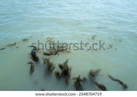 Seaweed in Venice canal- Italy