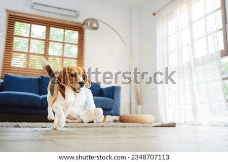 Happy asian senior woman retirement enjoying her dog pet running in the home, Friendship pet and human lifestyle concept. Royalty-Free Stock Photo #2348707113