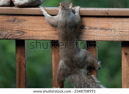 A Gray Squirrel climbing on the backyard deck fence.                               