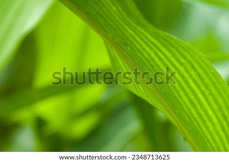 The nature of a green leaf. Environment ecology greenery wallpaper Royalty-Free Stock Photo #2348713625