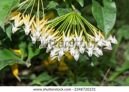 Beautiful Shooting Star Hoya (Hoya multiflora) flowers in the park. Royalty-Free Stock Photo #2348720231