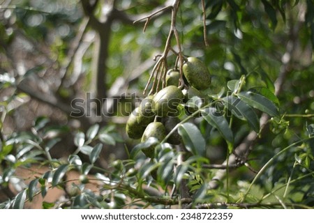 Cajá fruit on the branches of the cajazeira. Cajazeira with cajá mango fruit