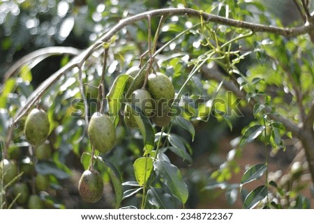 Cajá fruit on the branches of the cajazeira. Cajazeira with cajá mango fruit