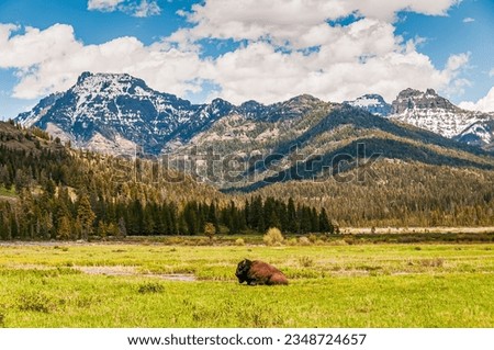 Bison in the Field by the Grand Teton Range Royalty-Free Stock Photo #2348724657