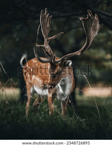 Pictures of deer in green grass
