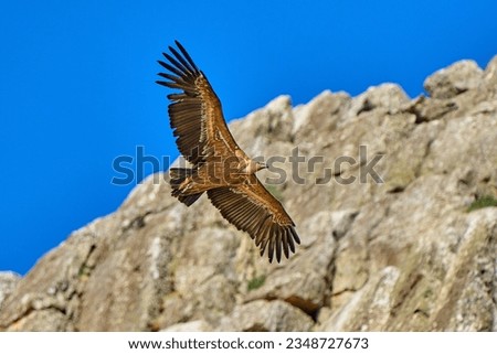flying Griffon vulture in the Montfrague National Park, Extremadura, Spain