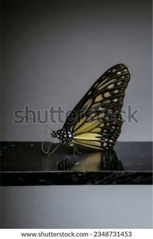 This is an insect. It's a colorful butterfly. Decorate the background in a smooth gray tone. to make the picture beautiful