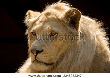 Young African lion is staring.