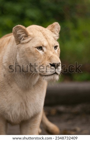 White lioness is standing and observing, perhaps she has spotted prey.