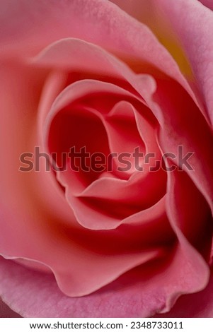 A close-up of a pink rose good to use as a background