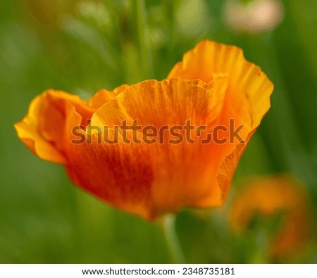 Close-up of a large orange poppy