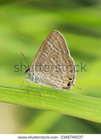 Macro photography of butterflies. Nacaduba is a genus of gossamer-winged butterflies (Lycaenidae). It constitutes many of the species commonly called lineblues.