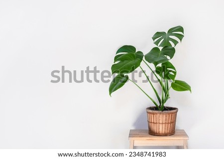 Monstera deliciosa or Swiss Cheese Plant in wicker flower pot isolated on a light background, home gardening and connecting with nature Royalty-Free Stock Photo #2348741983
