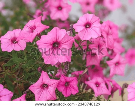 A nature photo is a beautiful petunia flower. Plant Petunia flower with blooming pink petals.
