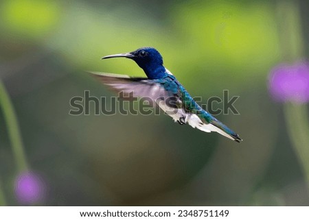 White-necked Jacobin hummingbird in flight with wings stretched forward.