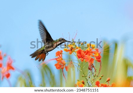 Black-throated Mango hummingbird feeding on colorful  Pride of Barbados flowers in the blue sky. Royalty-Free Stock Photo #2348751151