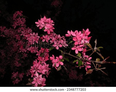 pink flowers in a dark park